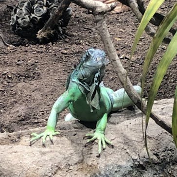 カワスイ 川崎⽔族館に投稿された画像（2021/7/27）