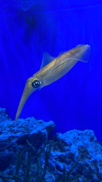 サンシャイン水族館に投稿された画像（2021/7/27）