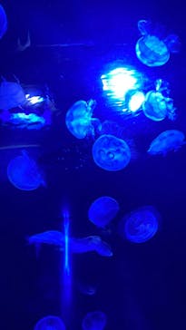 サンシャイン水族館に投稿された画像（2021/7/27）