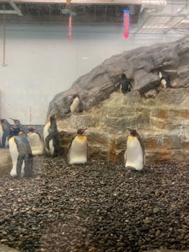 旭川市旭山動物園に投稿された画像（2021/7/27）