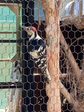 旭川市旭山動物園に投稿された画像（2021/7/27）