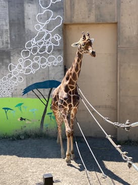 旭川市旭山動物園に投稿された画像（2021/7/27）