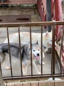 IPCわんわん動物園に投稿された画像（2021/7/27）