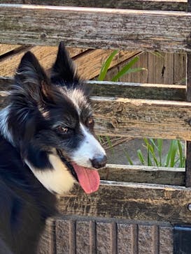 IPCわんわん動物園に投稿された画像（2021/7/27）