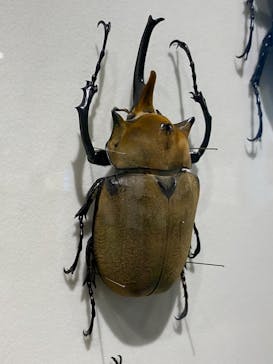 特別展「昆虫」(名古屋市科学館)に投稿された画像（2021/7/27）