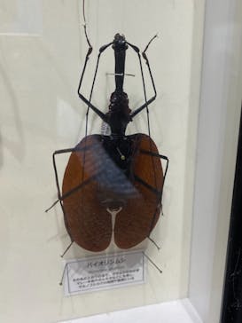 特別展「昆虫」(名古屋市科学館)に投稿された画像（2021/7/27）
