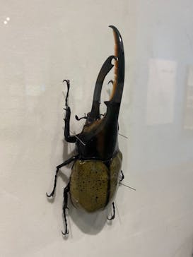 特別展「昆虫」(名古屋市科学館)に投稿された画像（2021/7/27）