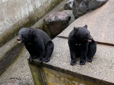 奥飛騨クマ牧場に投稿された画像（2021/7/27）