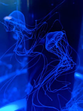 マクセル アクアパーク品川に投稿された画像（2021/7/27）