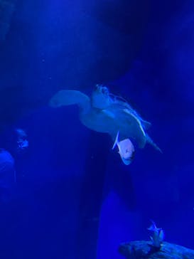 マクセル アクアパーク品川に投稿された画像（2021/7/27）