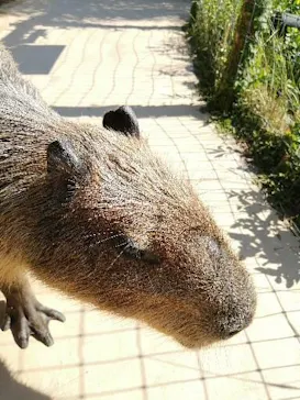 横浜・八景島シーパラダイスに投稿された画像（2021/7/27）