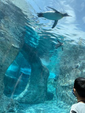 旭川市旭山動物園に投稿された画像（2021/7/27）