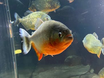 カワスイ 川崎⽔族館に投稿された画像（2021/7/27）