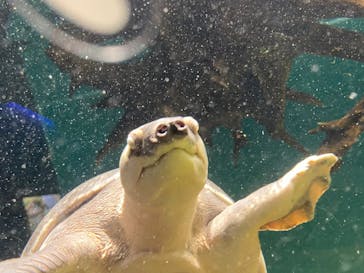 カワスイ 川崎⽔族館に投稿された画像（2021/7/27）