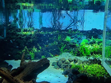 カワスイ 川崎⽔族館に投稿された画像（2021/7/27）