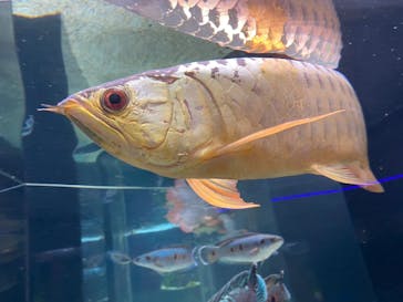 カワスイ 川崎⽔族館に投稿された画像（2021/7/27）