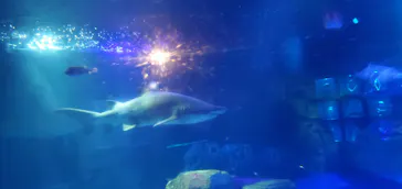 横浜・八景島シーパラダイスに投稿された画像（2021/7/27）