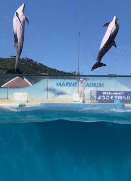 下田海中水族館に投稿された画像（2021/7/27）