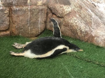 那須どうぶつ王国に投稿された画像（2021/7/27）