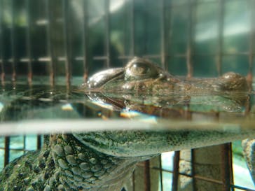 熱川バナナワニ園に投稿された画像（2021/7/24）