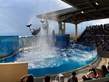 新江ノ島水族館に投稿された画像（2021/7/28）