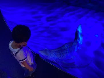 新江ノ島水族館に投稿された画像（2021/7/28）