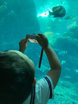 新江ノ島水族館に投稿された画像（2021/7/28）