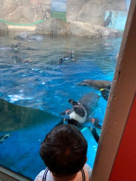 新江ノ島水族館に投稿された画像（2021/7/28）