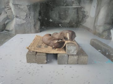 四国水族館に投稿された画像（2021/7/28）