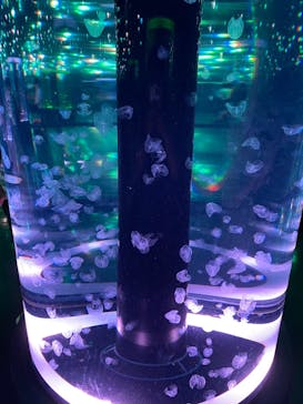 マクセル アクアパーク品川に投稿された画像（2021/7/28）