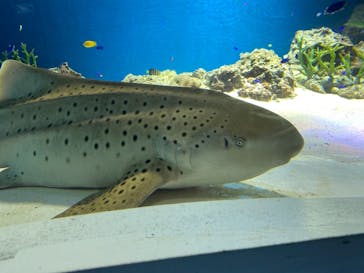 マクセル アクアパーク品川に投稿された画像（2021/7/28）