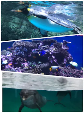 横浜・八景島シーパラダイスに投稿された画像（2021/7/28）