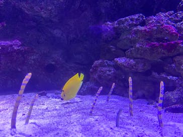 マクセル アクアパーク品川に投稿された画像（2021/7/28）