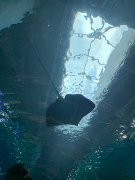 マクセル アクアパーク品川に投稿された画像（2021/7/28）