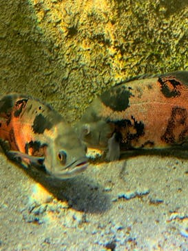 カワスイ 川崎⽔族館に投稿された画像（2021/7/28）