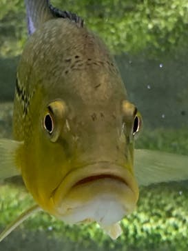 カワスイ 川崎⽔族館に投稿された画像（2021/7/28）