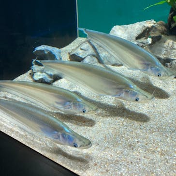 カワスイ 川崎⽔族館に投稿された画像（2021/7/28）