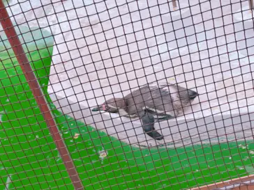 天王寺動物園に投稿された画像（2021/7/28）