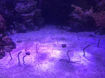 マクセル アクアパーク品川に投稿された画像（2021/7/28）