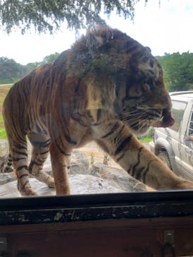 秋吉台自然動物公園 サファリランドに投稿された画像（2021/7/28）