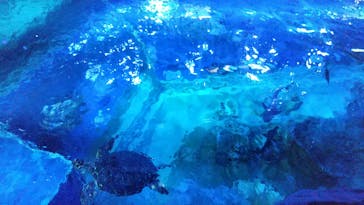 しながわ水族館に投稿された画像（2021/7/28）