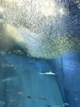 アクアワールド茨城県大洗水族館に投稿された画像（2021/7/28）