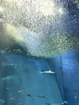 アクアワールド茨城県大洗水族館に投稿された画像（2021/7/28）