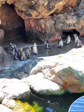 アクアワールド茨城県大洗水族館に投稿された画像（2021/7/28）