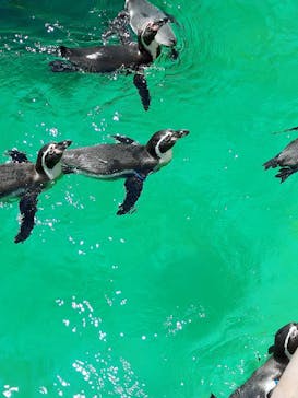 アクアワールド茨城県大洗水族館に投稿された画像（2021/7/28）