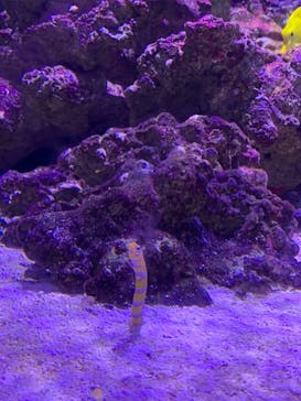 マクセル アクアパーク品川に投稿された画像（2021/7/28）