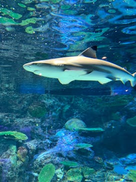 マクセル アクアパーク品川に投稿された画像（2021/7/28）