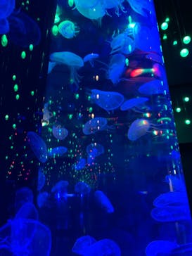 マクセル アクアパーク品川に投稿された画像（2021/7/28）