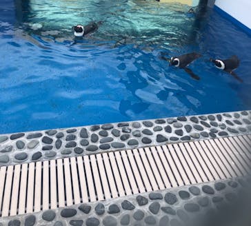 四国水族館に投稿された画像（2021/7/28）