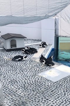 四国水族館に投稿された画像（2021/7/28）